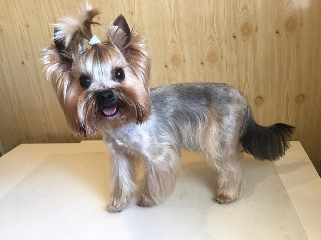 Стрижка собак и кошек Омск-Калачинск